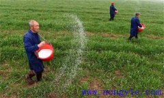 小麥如何合理施肥，需要注意幾點？