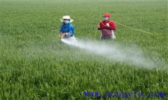 小麥生長后期如何噴施葉面肥，可噴哪些肥料？