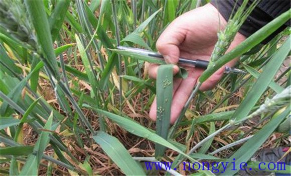 小麥吸漿蟲(chóng)的發(fā)生規(guī)律