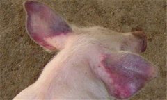 豬藍耳病的癥狀是什么，豬藍耳病怎么治療？