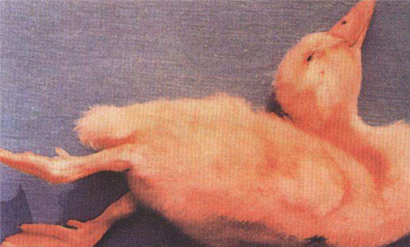 鴨病毒性肝炎的癥狀