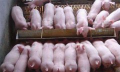 如何治療斷奶后仔豬腹瀉，有哪些預防措施？