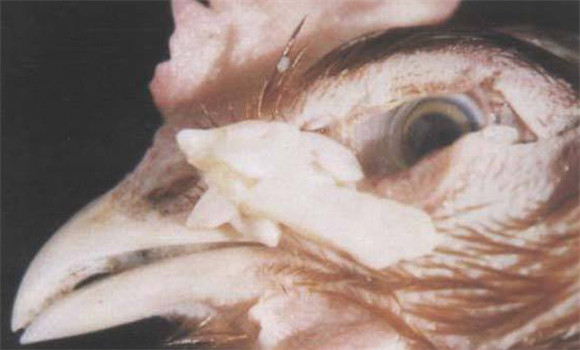 怎樣治療雞曲霉菌病