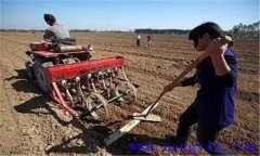 種小麥用什么底肥好 小麥種植要施足底肥嗎？