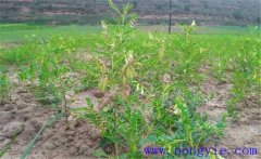 黃芪種植后如何管理？黃芪田間管理的主要內(nèi)容