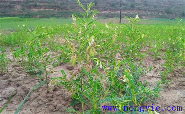 間苗、定苗、補(bǔ)苗