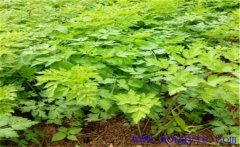 當歸種植多久采收？當歸需要什么樣的生長條件