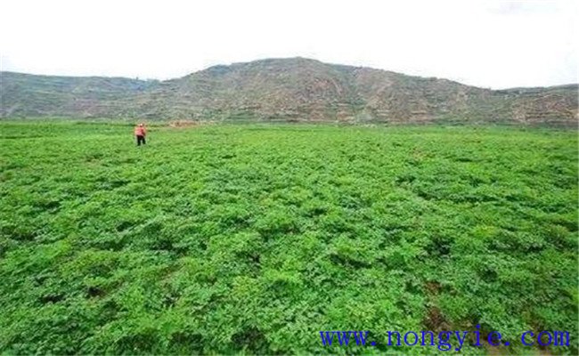 當(dāng)歸種植條件