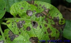 馬鈴薯早疫病有哪些癥狀？防治措施是什么？