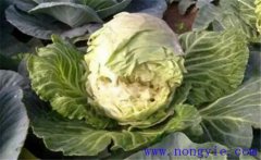 甘藍裂球怎么回事？如何防治甘藍裂球？