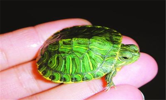 巴西彩龜怎么養(yǎng)