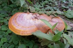 靈芝的功效是什么？