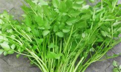 水芹的養(yǎng)生功效 水芹菜的功效與作用有哪些