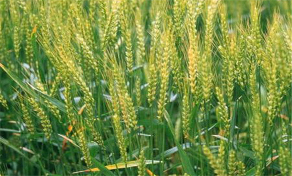 小麥增產(chǎn)技術(shù)