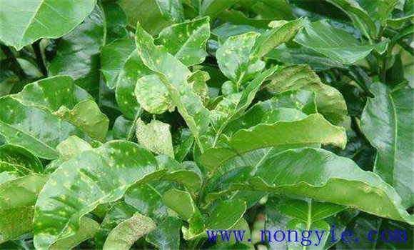 青椒瘡痂病的防治技術(shù)要點(diǎn)