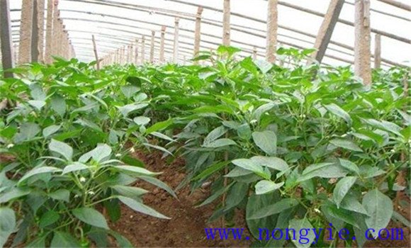青椒的種植方法