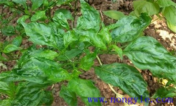 青椒疫病的癥狀表現(xiàn)有哪些