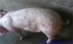 育肥豬身上發(fā)紅是怎么回事，如何治療？