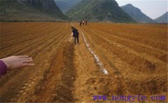 怎樣種葛根？葛根種植管理的具體方法與步驟