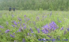 黃芩需要什么樣的生長(zhǎng)條件，黃芩怎么播種？