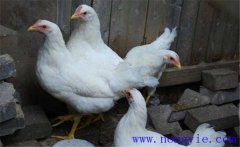 白來航雞是什么品種，雞舍如何消毒？