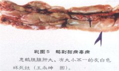 鵝副粘病毒癥狀及治療的方法，怎么治療