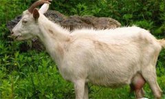 奶山羊乳房炎怎么預防、怎么治療