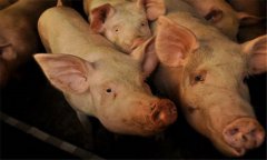 豬流感是什么癥狀、幾天能康復(fù) 怎么治療最有效