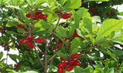 神秘果種植、繁殖與病蟲害防治技術(shù)