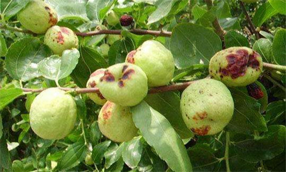 紅棗縮果病防治