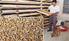 如何養(yǎng)殖黃粉蟲(chóng) 養(yǎng)殖黃粉蟲(chóng)技術(shù)與養(yǎng)殖條件昆蟲(chóng)