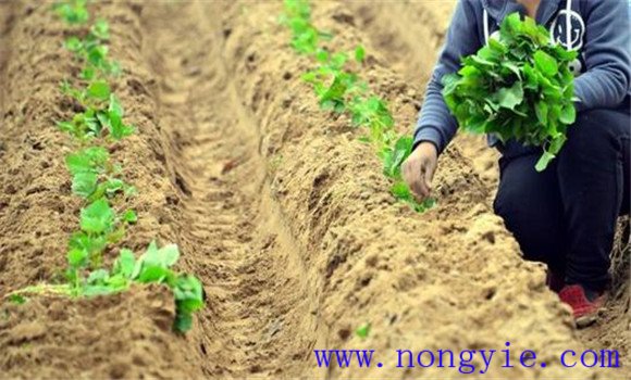 種植紅薯要適當(dāng)增加薯苗入土節(jié)數(shù)