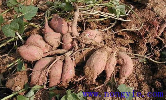 甘薯根的分類，各有什么特點