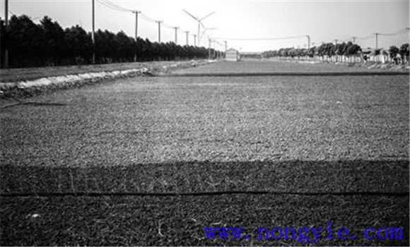 小麥沼液浸種技術(shù)要點