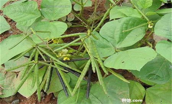 綠豆如何種能高產？