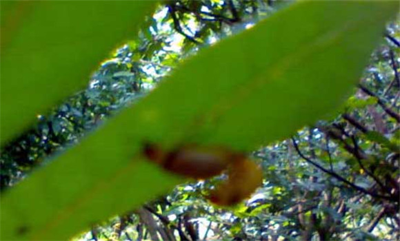 樹虱怎么防治才好？