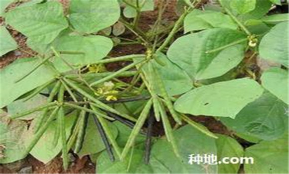 綠豆怎么種植能高產(chǎn)？