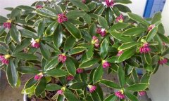 瑞香的繁殖方法有幾種，如何進(jìn)行？