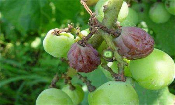 葡萄炭疽病的危害癥狀