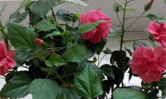 扶?；ǖ墓πc作用 現(xiàn)代對扶桑花功效的研究