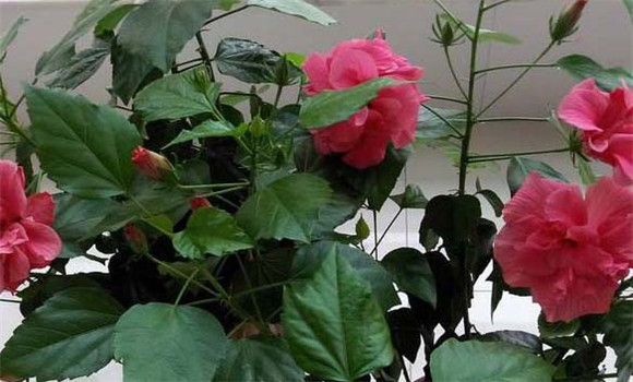 扶?；ǖ墓πc作用