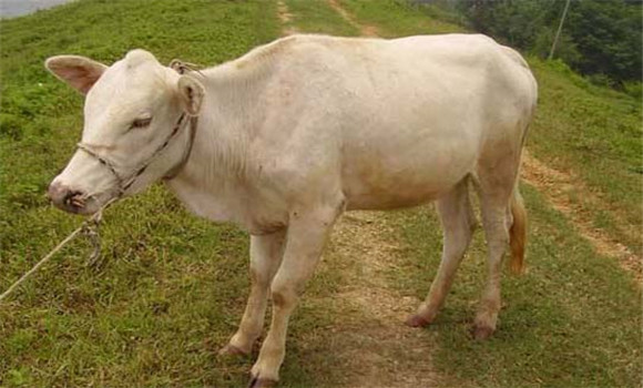 奶牛產(chǎn)后護理