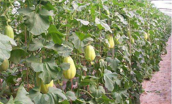 甜瓜種植技術