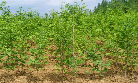 銀杏樹(shù)的種植方法