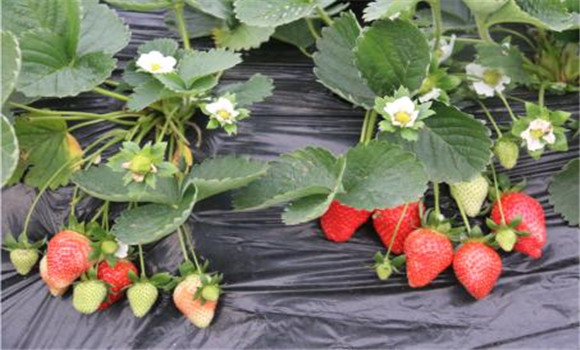 有機(jī)草莓栽培技術(shù)