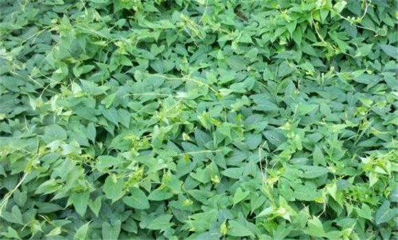 何首烏的栽培技術