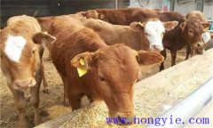 犢牛初乳期過(guò)后，如何做好補(bǔ)飼與斷乳？