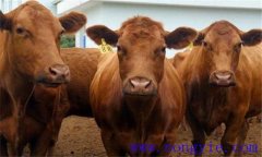 雜交改良牛有哪些，都有什么特點？