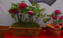 牡丹盆景的養(yǎng)護(hù)方式、管理與觀賞