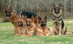 肉犬有哪些品種,肉犬養(yǎng)殖和管理有哪些要求